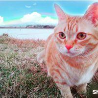 三毛猫の小梅さん 会員画像