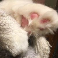 もふもふにゃんころもち 会員画像