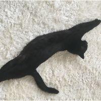 すぺありぶさん