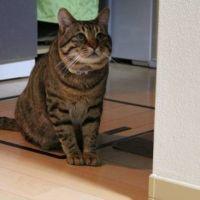 めっち 会員画像