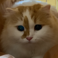 ちくねこ 会員画像