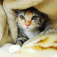 ぽんこつちゃん 会員画像