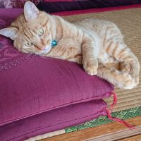 tomo(=^ェ^=)さん