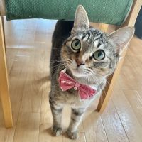 Hungry-cat 会員画像