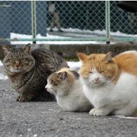 がーなちゃんさん