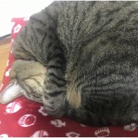 おかたま 会員画像