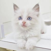きぬどうふさん