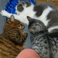 ねこぶーりん 会員画像
