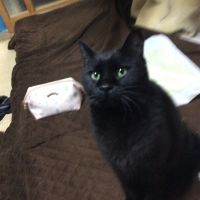 くるねこ2012 会員画像