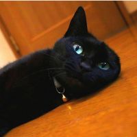 猫ばやし 会員画像