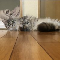 しらすママ 会員画像