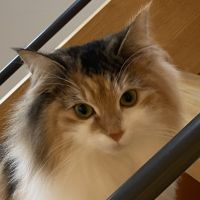 にゃん5023 会員画像