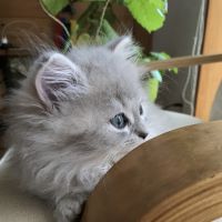 クマジ 会員画像