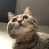 shiratama. 会員画像