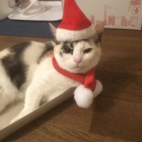 あるてぃめっと 会員画像