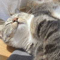 コテツ3005 会員画像