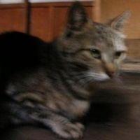 inasin7さん