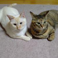 むぎぎさん
