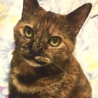 わやちゃん 会員画像