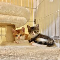 やなぎぬまさん