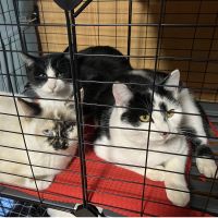 こまねこ118さん