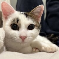 あゆっち 広島保護猫ボランティアさん