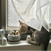 もんにゃんたさん