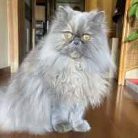 うすらい 会員画像