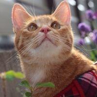 トランママン 会員画像