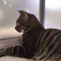 ちょろひじきさん