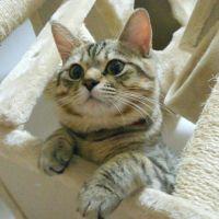 とこなっつさん