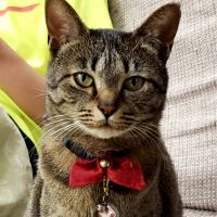 猫球大好きさん