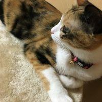 kenko 会員画像