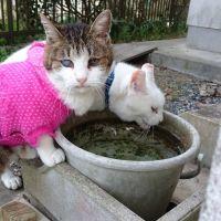 てんちょこ 会員画像