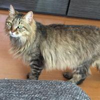 タマネコジルシ 会員画像