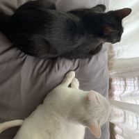 R.cats 会員画像