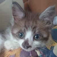 春千代 会員画像