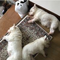 会員画像