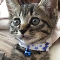 こうたにゃん 会員画像