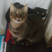 むぎちゃこ