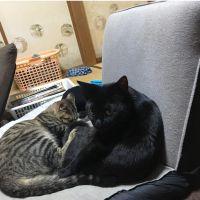 クロスケ、コタロウ 会員画像