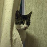 ネコネコミィメロ 会員画像