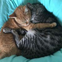 えみねこ 会員画像