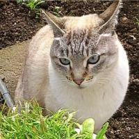ほごしゃ 会員画像