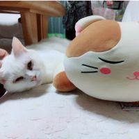 さんちゃ 会員画像