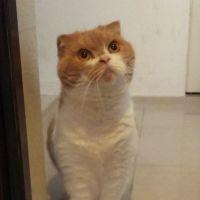 竹にゃん 会員画像