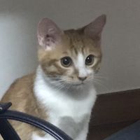 ソロス 会員画像