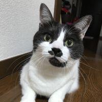 べーちゃんのおかーしゃん 会員画像