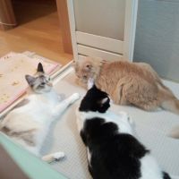 ちゃんすさん 会員画像