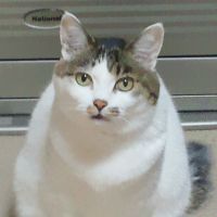 お母さん猫 会員画像